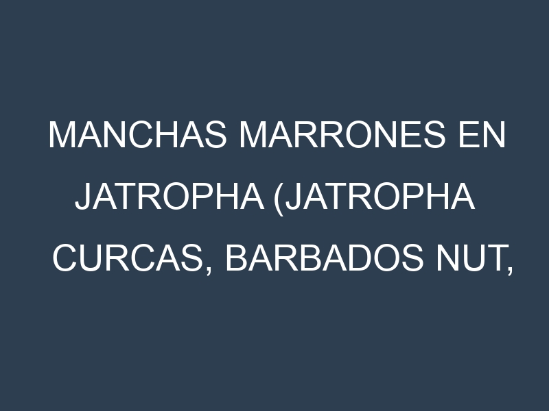 Manchas Marrones en Jatropha (Jatropha curcas, Barbados nut, Physic nut). Hojas con manchas marrones en Jatropha (Jatropha curcas, Barbados nut, Physic nut).