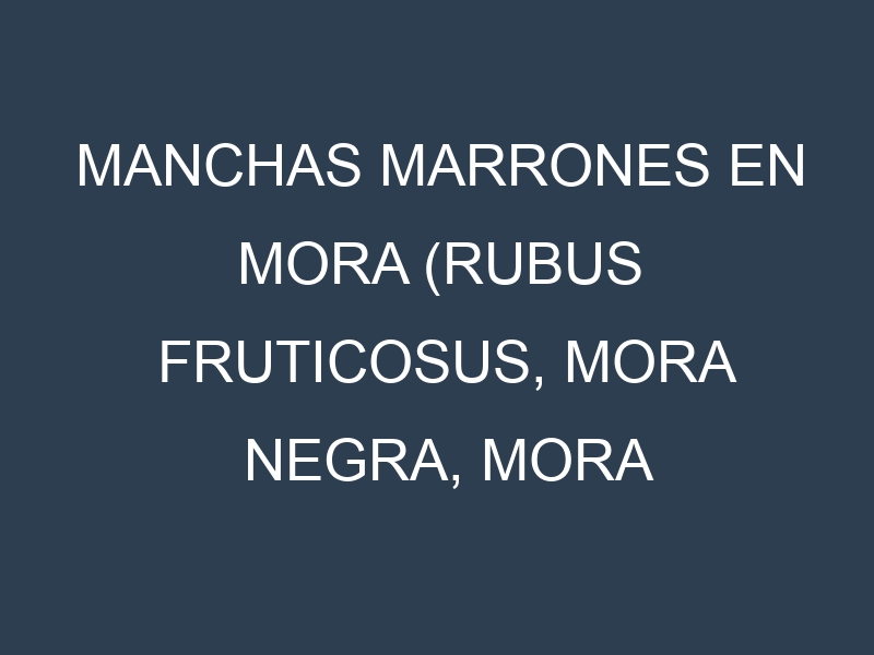 Manchas Marrones en Mora (Rubus fruticosus, Mora negra, Mora roja). Hojas con manchas marrones en Mora (Rubus fruticosus, Mora negra, Mora roja).