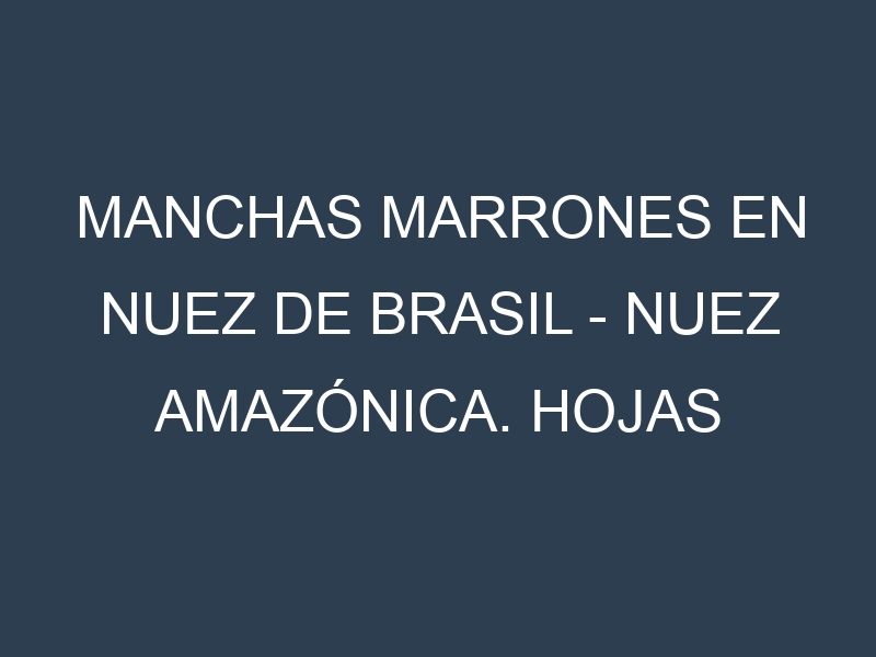 Manchas Marrones en Nuez de Brasil – Nuez amazónica. Hojas con manchas marrones en Nuez de Brasil – Nuez amazónica.