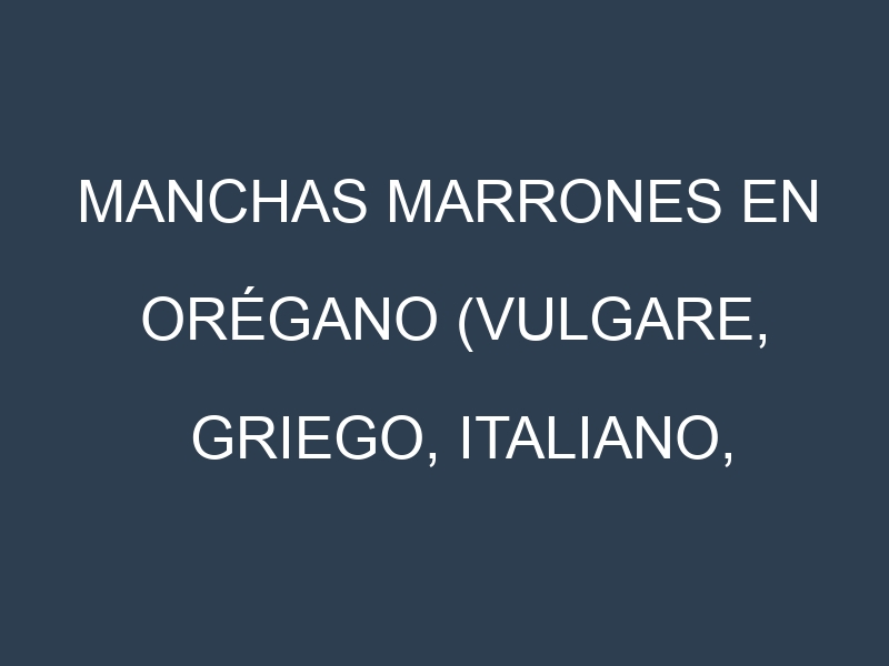 Manchas Marrones en Orégano (Vulgare, Griego, Italiano, Compactum). Hojas con manchas marrones en Orégano (Vulgare, Griego, Italiano, Compactum).