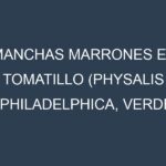 Manchas Marrones en Tomatillo (Physalis philadelphica, Verde Puebla, Toma Verde, Cisineros). Hojas con manchas marrones en Tomatillo (Physalis philadelphica, Verde Puebla, Toma Verde, Cisineros).