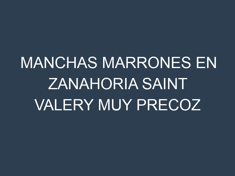 Manchas Marrones en Zanahoria Saint Valery Muy Precoz