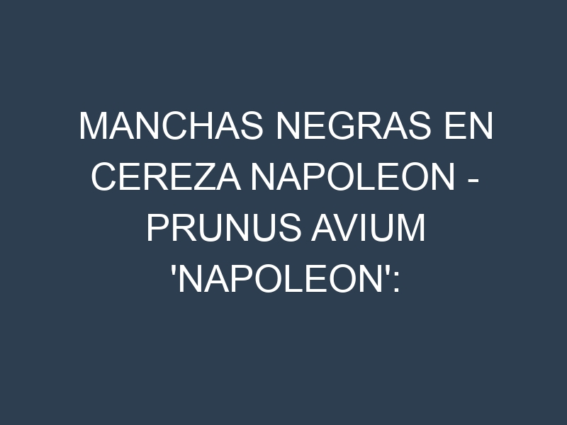 Manchas Negras en Cereza Napoleon – Prunus avium ‘Napoleon’: Causas, Efectos y Manejo