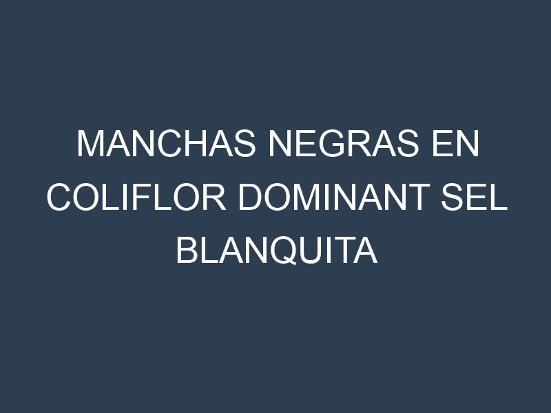 Manchas Negras en Coliflor Dominant Sel Blanquita