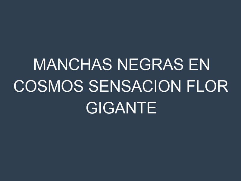Manchas Negras en Cosmos Sensacion Flor Gigante