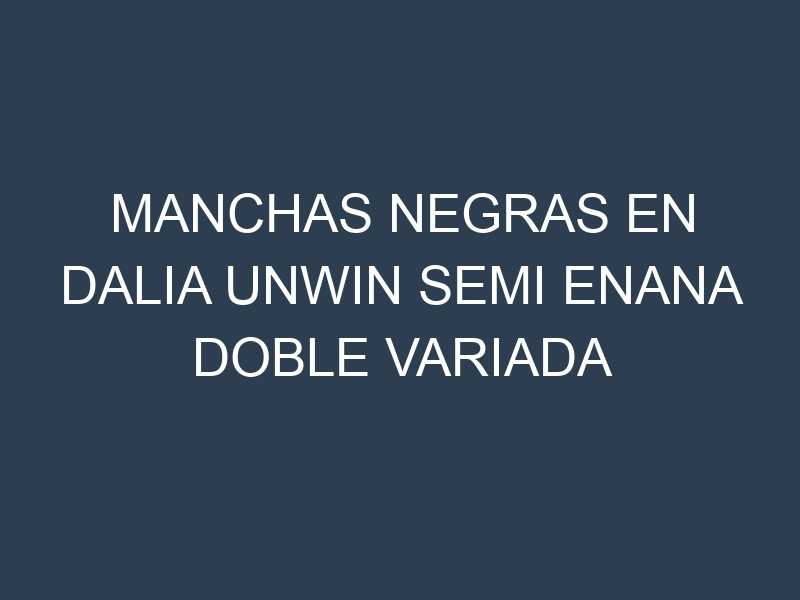 Manchas Negras en Dalia Unwin Semi Enana Doble Variada