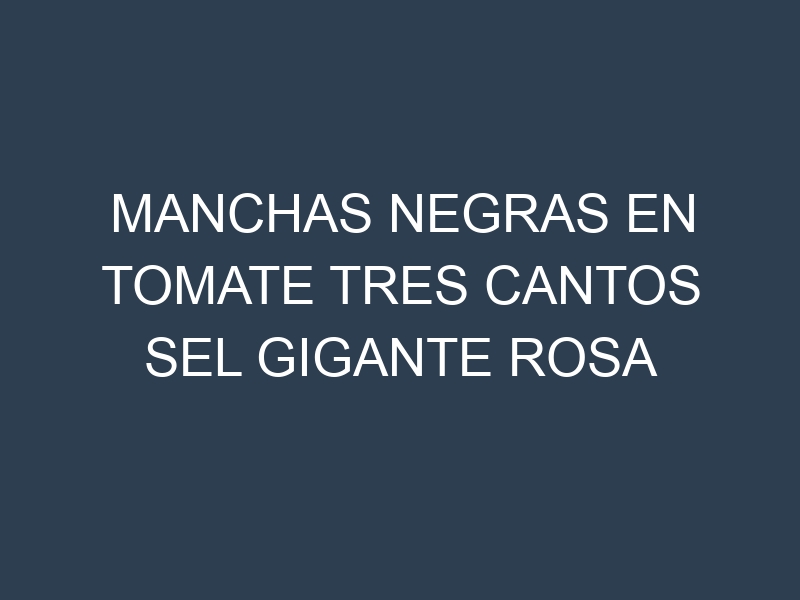 Manchas Negras en Tomate Tres Cantos Sel Gigante Rosa Ecologico