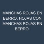 Manchas rojas en Berro. Hojas con manchas rojas en Berro.