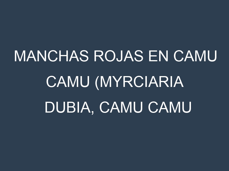 Manchas rojas en Camu camu (Myrciaria dubia, Camu camu amazónico, Camu camu rojo). Hojas con manchas rojas en Camu camu (Myrciaria dubia, Camu camu amazónico, Camu camu rojo).