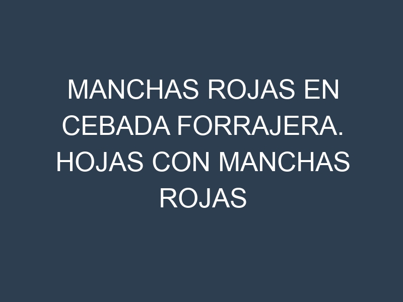 Manchas rojas en Cebada forrajera. Hojas con manchas rojas en Cebada forrajera.