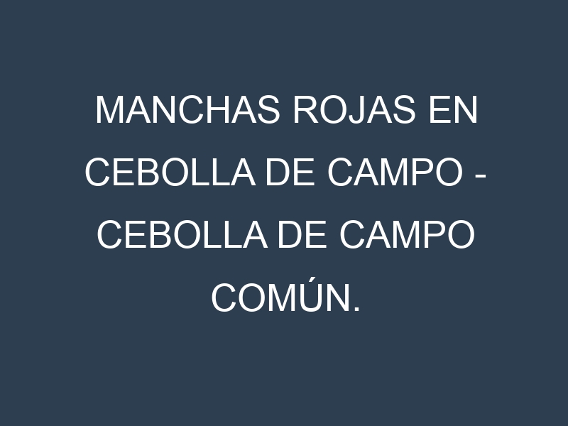 Manchas rojas en Cebolla de campo – Cebolla de campo común. Hojas con manchas rojas en Cebolla de campo – Cebolla de campo común.