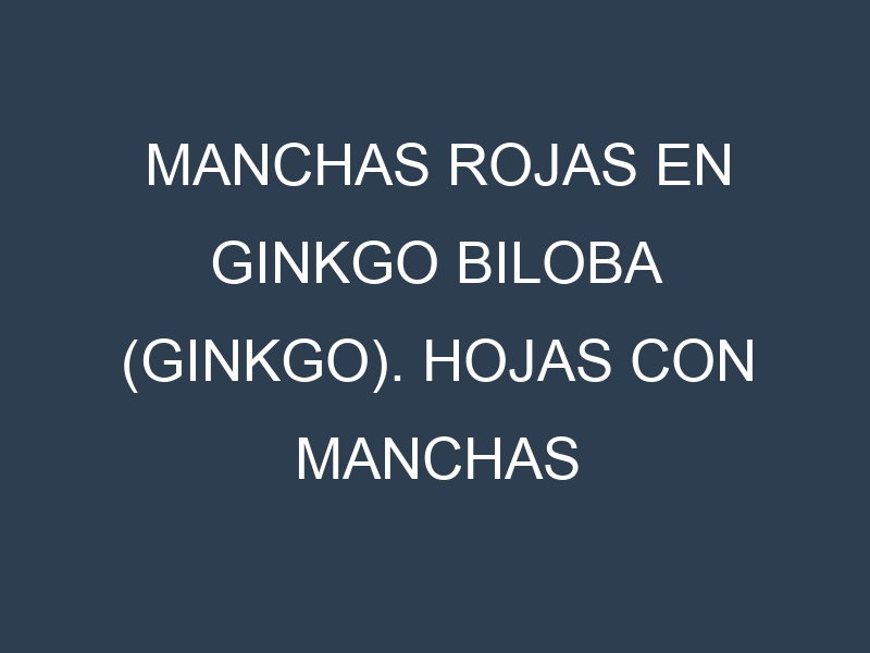 Manchas rojas en Ginkgo biloba (Ginkgo). Hojas con manchas rojas en Ginkgo biloba (Ginkgo).