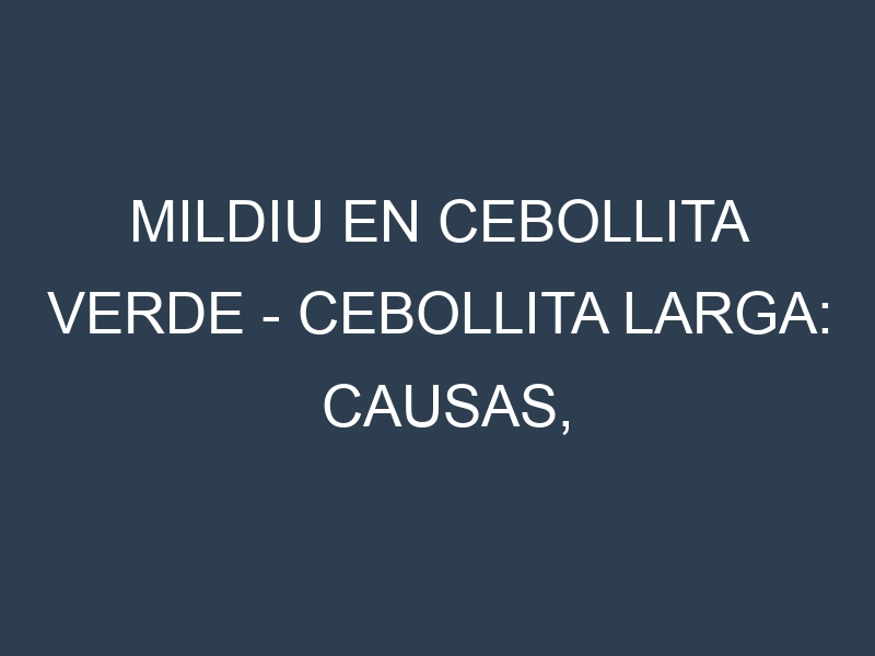 Mildiu en Cebollita verde – Cebollita larga: Causas, Síntomas y Estrategias de Control en Cultivos