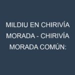 Mildiu en Chirivía morada – Chirivía morada común: Causas, Síntomas y Estrategias de Control en Cultivos