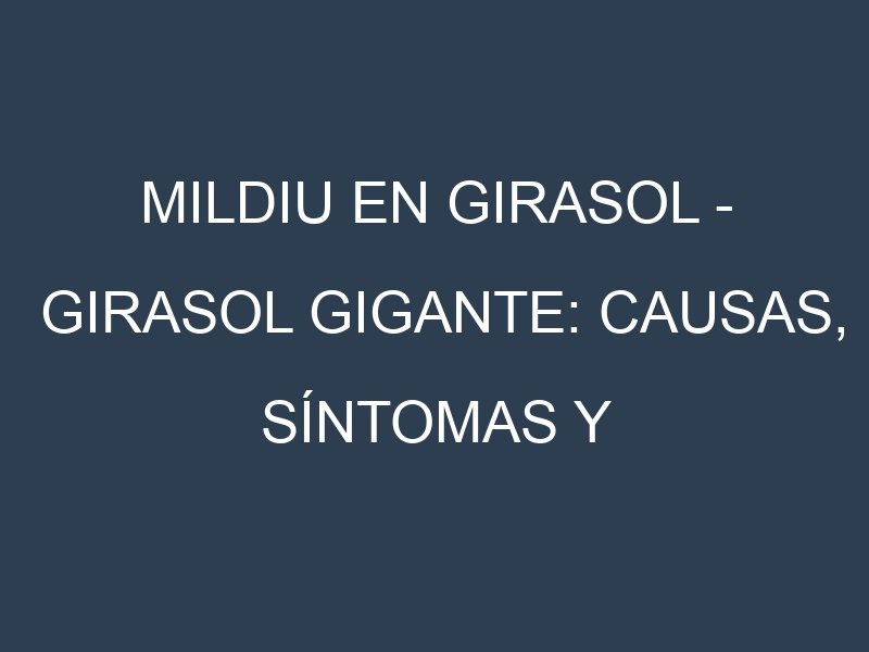 Mildiu en Girasol – Girasol gigante: Causas, Síntomas y Estrategias de Control en Cultivos