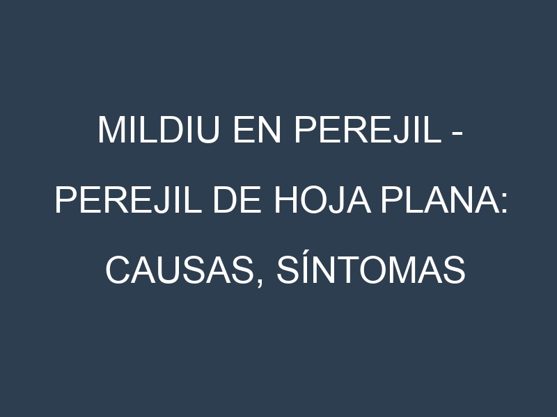 Mildiu en Perejil – Perejil de hoja plana: Causas, Síntomas y Estrategias de Control en Cultivos