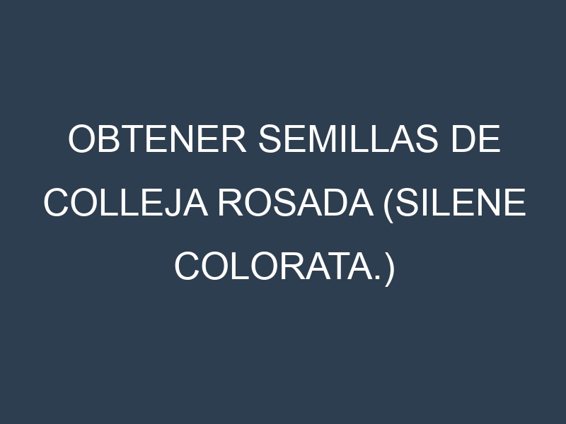 Obtener Semillas de Colleja Rosada (Silene colorata.)