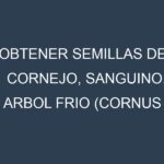 Obtener Semillas de Cornejo, Sanguino, Arbol Frio (Cornus sanguinea.)