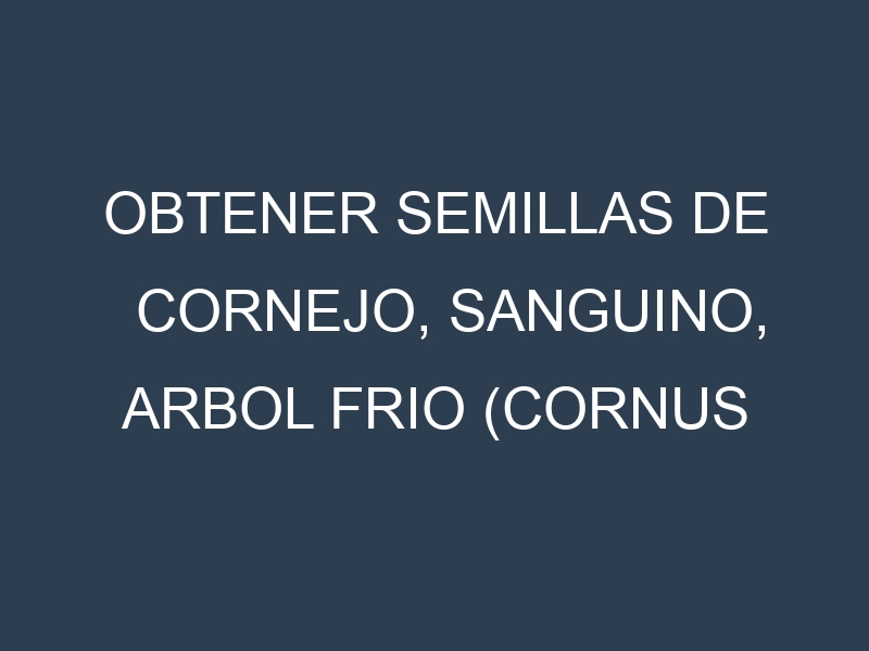 Obtener Semillas de Cornejo, Sanguino, Arbol Frio (Cornus sanguinea.)
