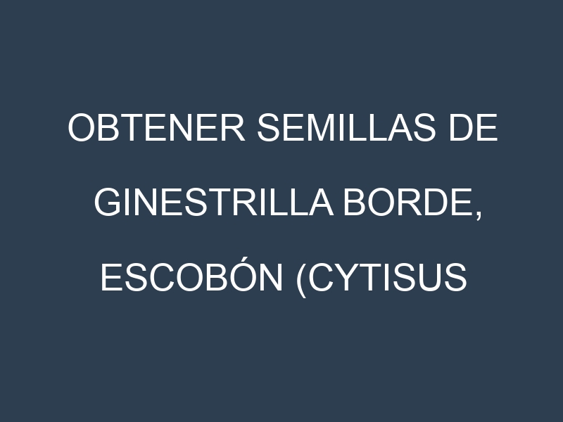 Obtener Semillas de Ginestrilla Borde, Escobón (Cytisus fontanesii)