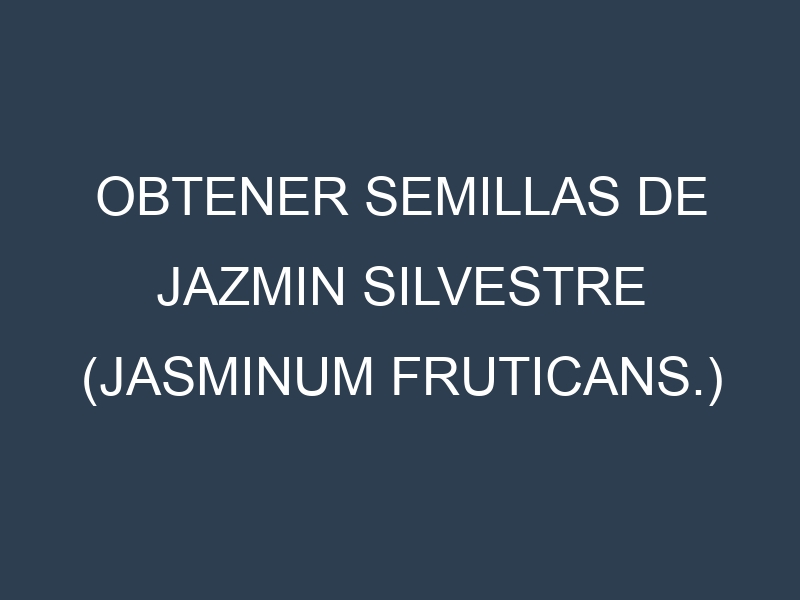 Obtener Semillas de Jazmin Silvestre (Jasminum fruticans.)