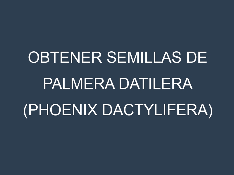 Obtener Semillas de Palmera Datilera (Phoenix dactylifera)