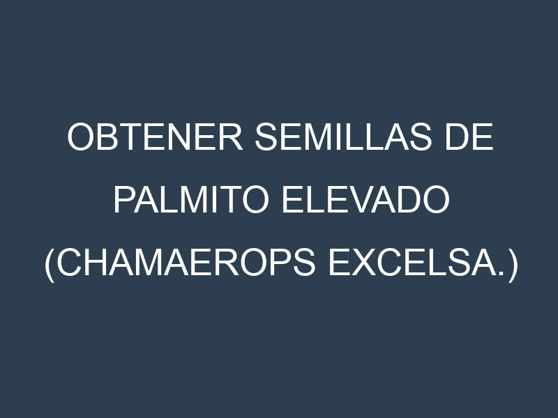 Obtener Semillas de Palmito Elevado (Chamaerops excelsa.)