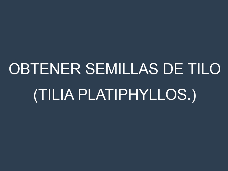 Obtener Semillas de Tilo (Tilia platiphyllos.)