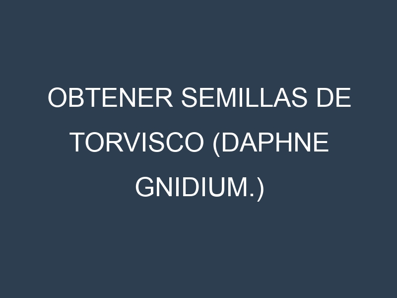Obtener Semillas de Torvisco (Daphne gnidium.)
