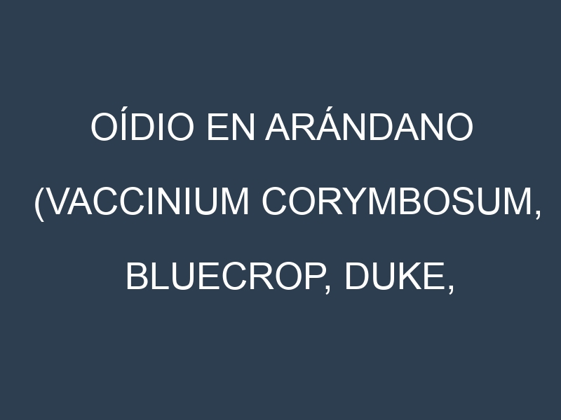 Oídio en Arándano (Vaccinium corymbosum, Bluecrop, Duke, Legacy): síntomas, ciclo de vida y estrategias de control