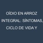 Oídio en Arroz integral: síntomas, ciclo de vida y estrategias de control