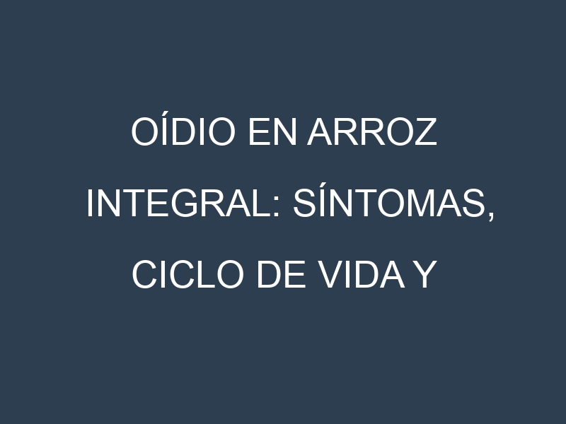 Oídio en Arroz integral: síntomas, ciclo de vida y estrategias de control