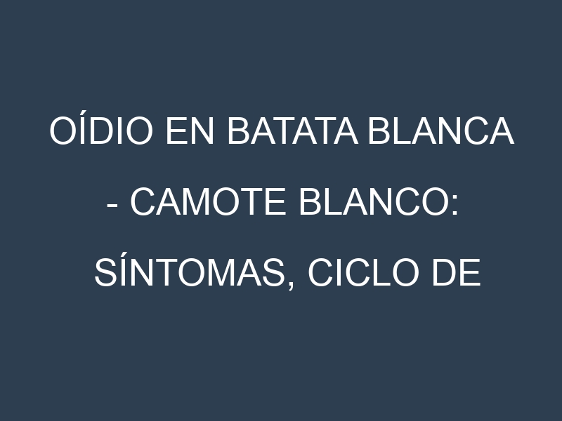 Oídio en Batata blanca – Camote blanco: síntomas, ciclo de vida y estrategias de control