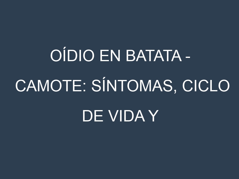 Oídio en Batata – Camote: síntomas, ciclo de vida y estrategias de control