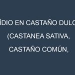 Oídio en Castaño dulce (Castanea sativa, Castaño común, Castaño europeo): síntomas, ciclo de vida y estrategias de control