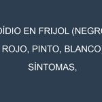 Oídio en Frijol (Negro, Rojo, Pinto, Blanco): síntomas, ciclo de vida y estrategias de control