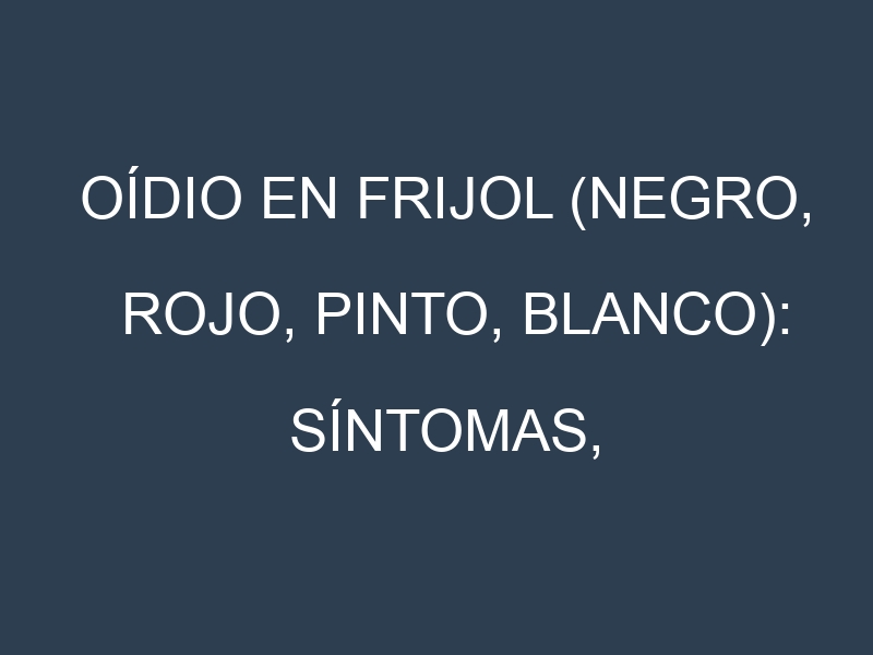 Oídio en Frijol (Negro, Rojo, Pinto, Blanco): síntomas, ciclo de vida y estrategias de control