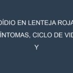 Oídio en Lenteja roja: síntomas, ciclo de vida y estrategias de control