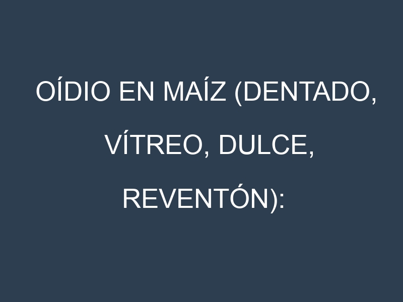 Oídio en Maíz (Dentado, Vítreo, Dulce, Reventón): síntomas, ciclo de vida y estrategias de control