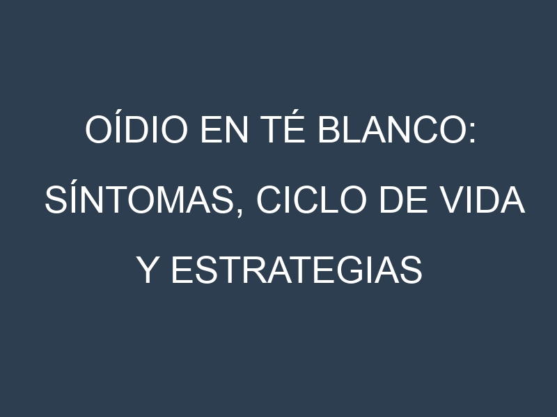 Oídio en Té blanco: síntomas, ciclo de vida y estrategias de control
