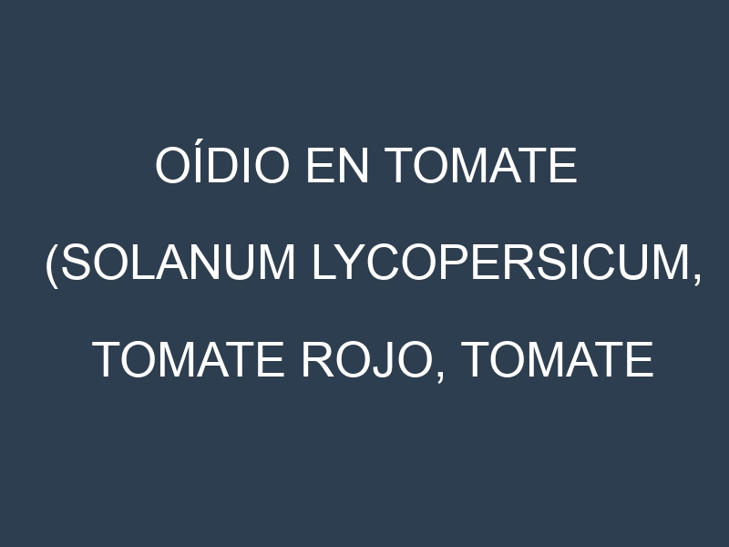 Oídio en Tomate (Solanum lycopersicum, Tomate rojo, Tomate cherry): síntomas, ciclo de vida y estrategias de control