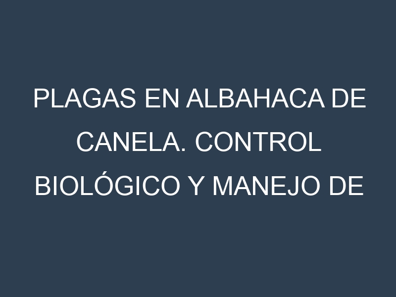 Plagas en Albahaca de canela. Control biológico y Manejo de plagas.