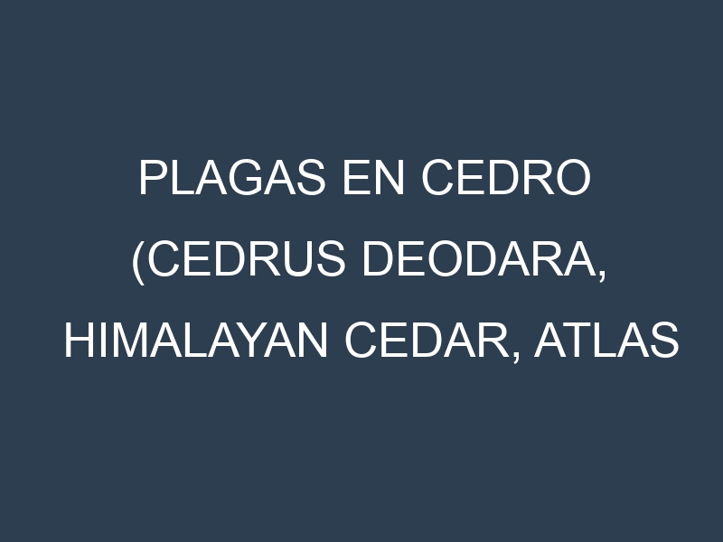 Plagas en Cedro (Cedrus deodara, Himalayan cedar, Atlas cedar). Control biológico y Manejo de plagas.