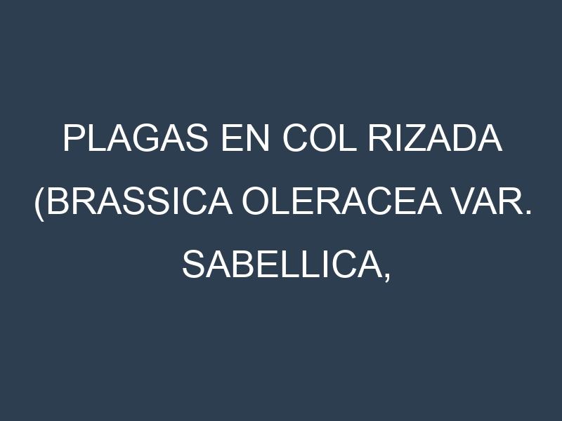 Plagas en Col rizada (Brassica oleracea var. sabellica, Lacinato, Red Russian, Siberian). Control biológico y Manejo de plagas.