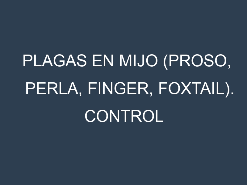 Plagas en Mijo (Proso, Perla, Finger, Foxtail). Control biológico y Manejo de plagas.