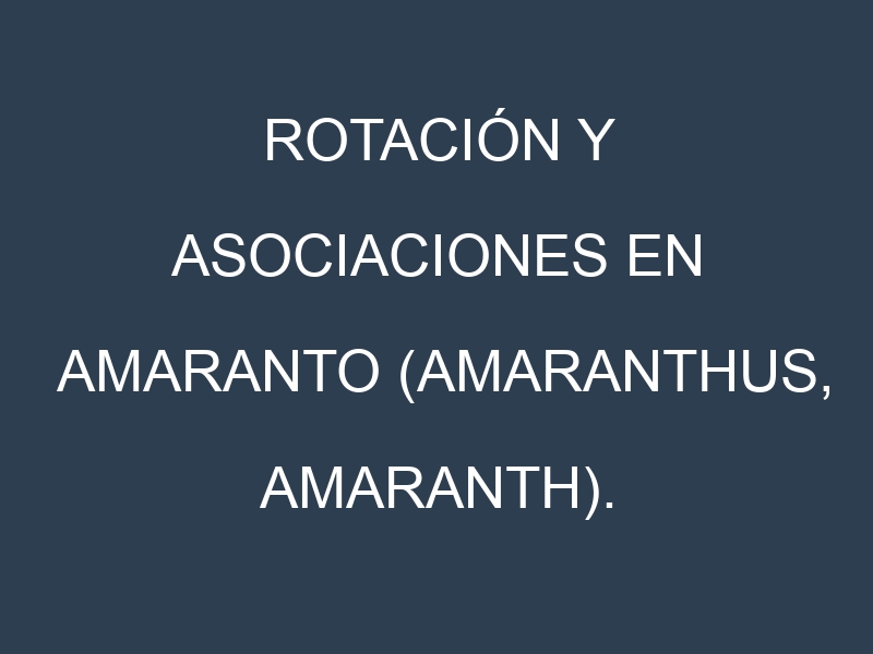 Rotación y Asociaciones en Amaranto (Amaranthus, amaranth). Estrategias de rotación y Beneficios de las asociaciones de cultivos.