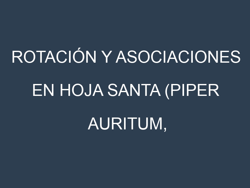 Rotación y Asociaciones en Hoja santa (Piper auritum, Acuyo, Tlanepa, Hierba santa, Momo). Estrategias de rotación y Beneficios de las asociaciones de cultivos.