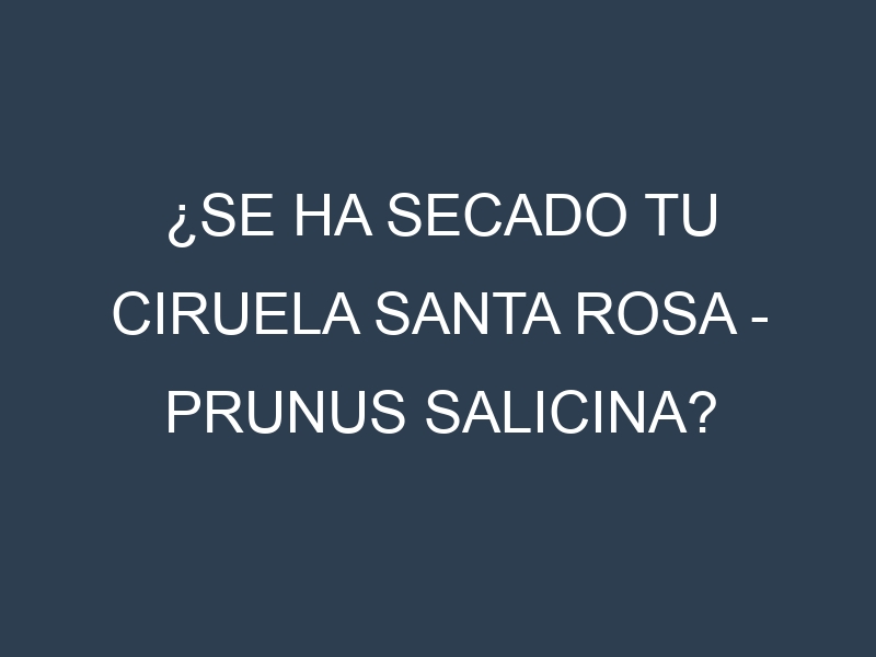 ¿Se ha secado tu Ciruela Santa Rosa – Prunus salicina? Pasos para Detectar, Corregir y Prevenir.