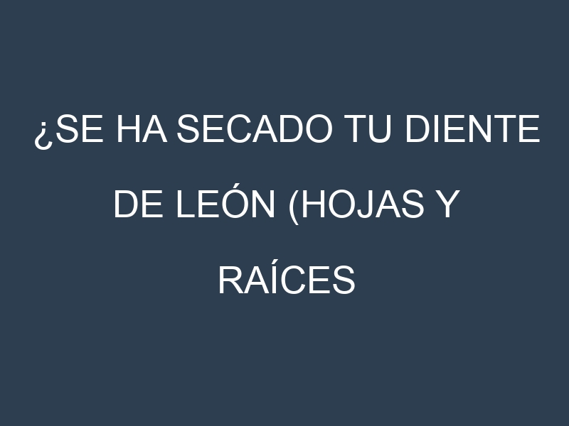 ¿Se ha secado tu Diente de león (hojas y raíces comestibles)? Pasos para Detectar, Corregir y Prevenir.