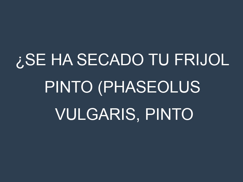 ¿Se ha secado tu Frijol pinto (Phaseolus vulgaris, pinto bean)? Pasos para Detectar, Corregir y Prevenir.